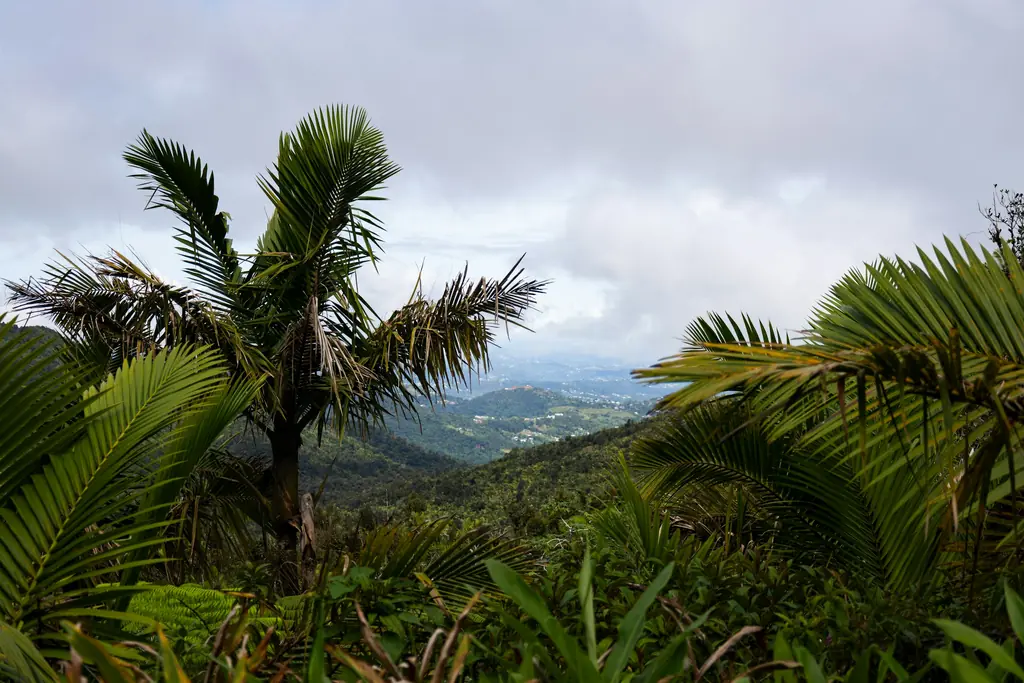 Palmas y valle verde de El Yunque vistos desde la torre Mt. Britton, en Río Grande